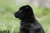 SCHIPPERKE 763